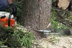 Reliable Basking Ridge, NJ Tree Removal Solutions
