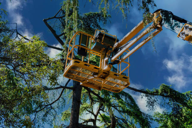 Best Emergency Tree Removal  in Basking Ridge, NJ