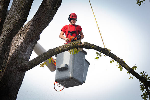 Best Hazardous Tree Removal  in Basking Ridge, NJ
