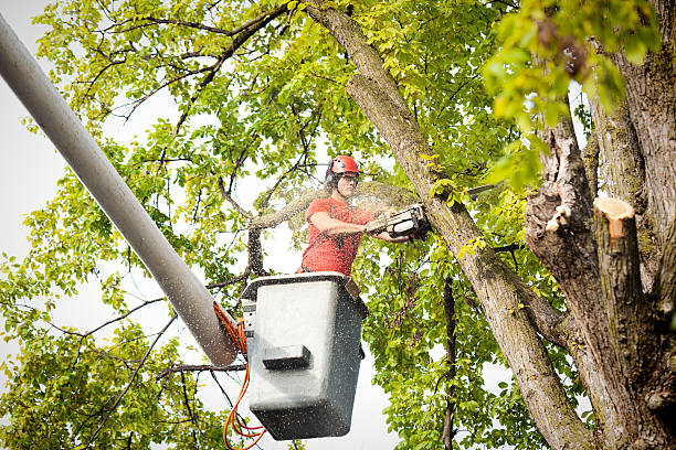 Best Fruit Tree Pruning  in Basking Ridge, NJ