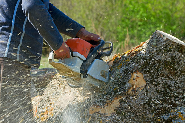 Best Tree and Shrub Care  in Basking Ridge, NJ