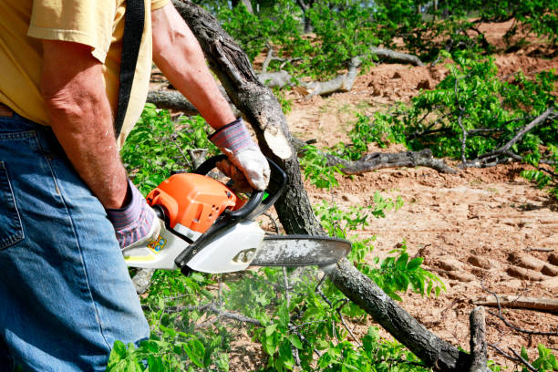 Best Lawn Pest Prevention  in Basking Ridge, NJ